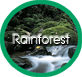 Rainforest -- You are here