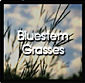 Bluestem Grasses -- You are here