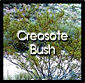 Creosote Bush -- You are here