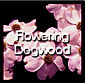 Flowering Dogwood