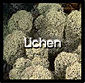 Lichen -- You are here