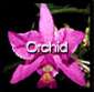 Orchid