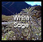 White Sage -- You are here