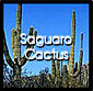 Saguaro Cactus