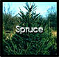 Spruce