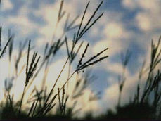 Bluestem Grasses