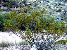 Creosote Bush