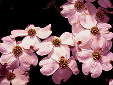 Flowering Dogwood