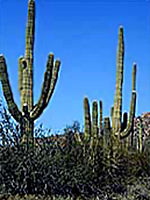 Saguaro Cactus