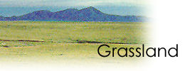 Grassland