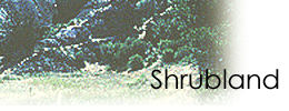 Shrubland