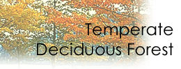 Temperate Deciduous Forest